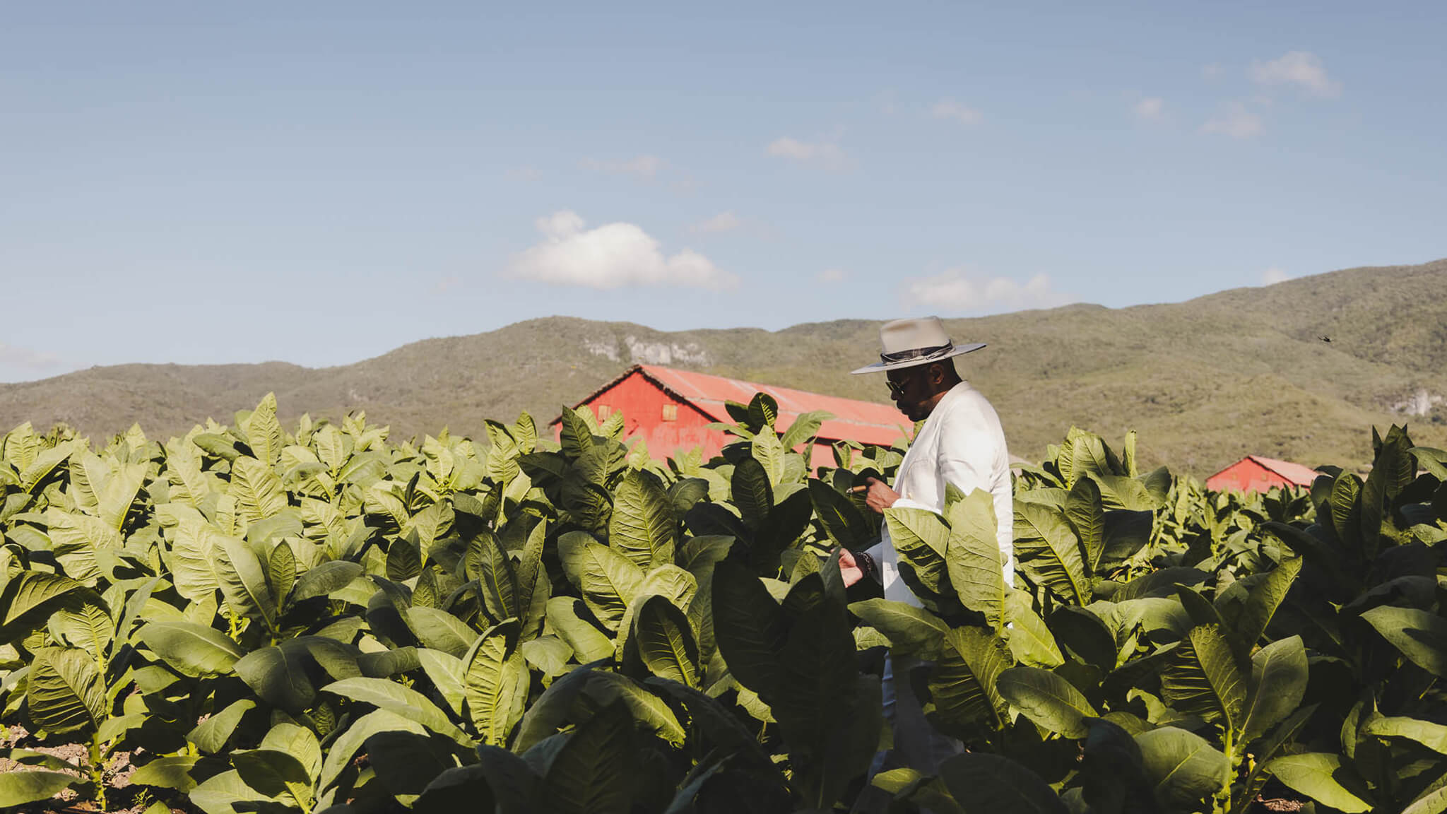DNice-Avo-Cigars-DeepSleep-Studio-Dominican Republic-fields